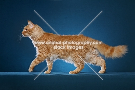 4 year old Red Mackerel Tabby LaPerm male walking left, profile, on teal background.