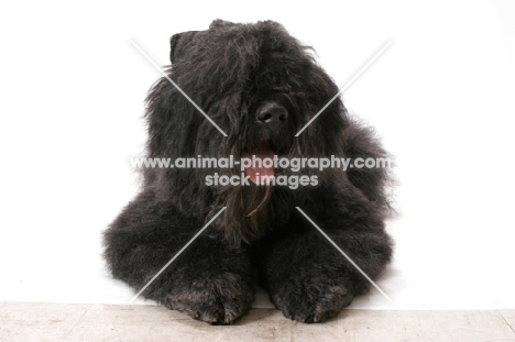 Australian Champion Bouvier des Flandres, lying down