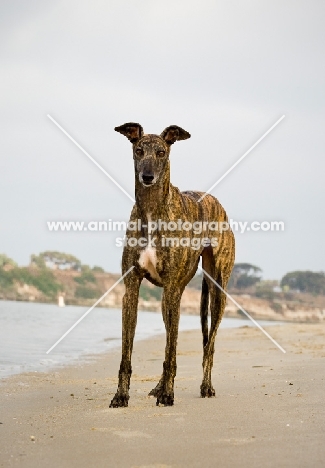 brindle Greyhound on sand