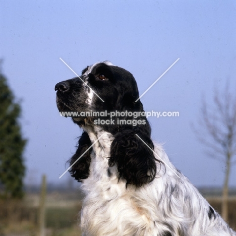 champion english cocker spaniel head portrait