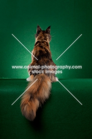 Maine Coon cat back view on green background