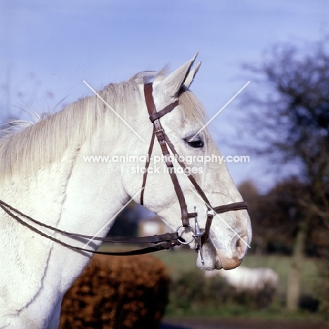 pony showing bridle and fulmer snaffle bit and drop noseband