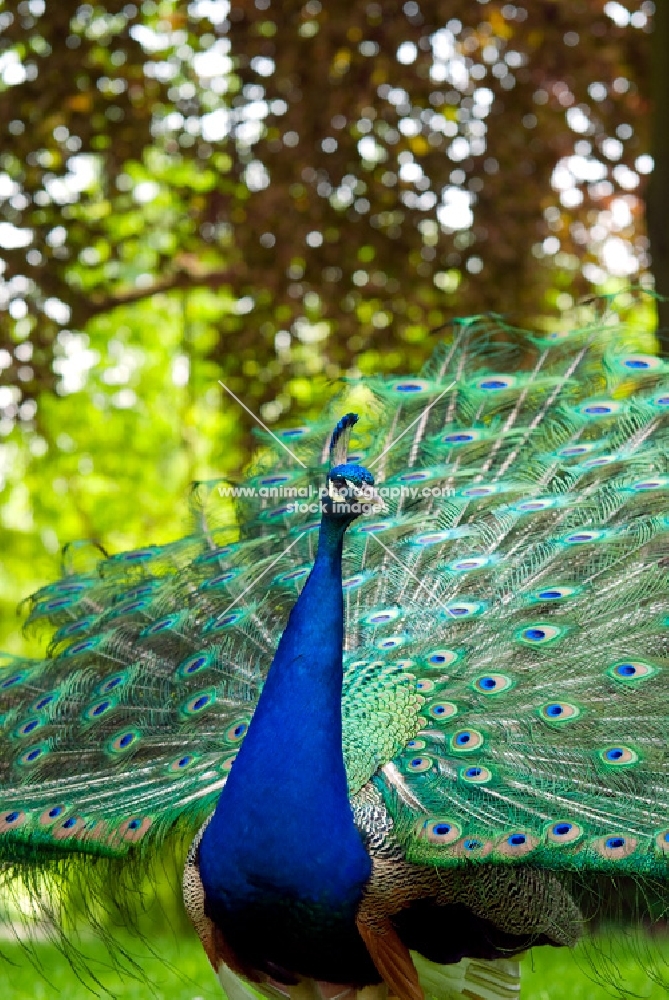 indian blue peacock
