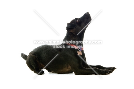 patterdale terrier lying down and looking up