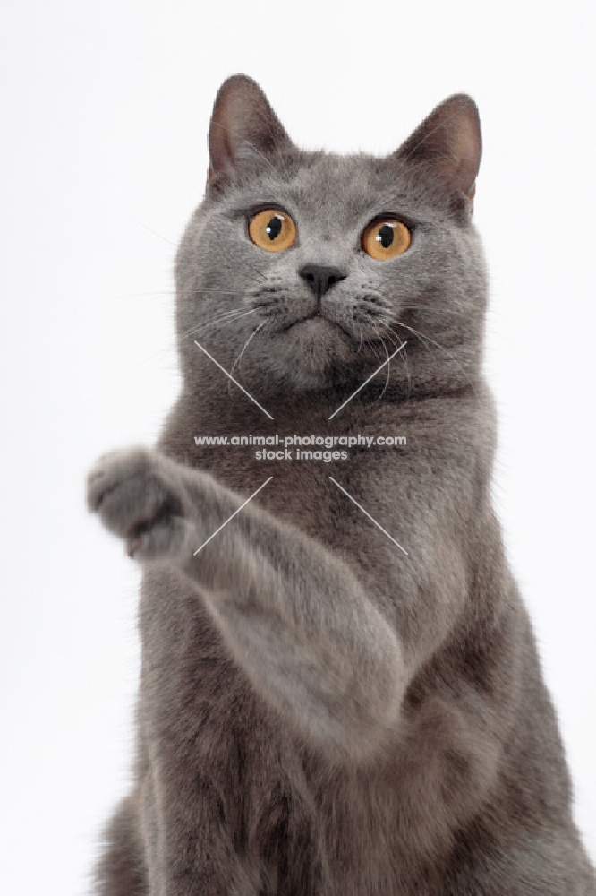 Chartreux cat on white background, reaching