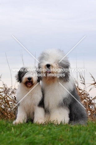 Old English Sheepdog with puppy