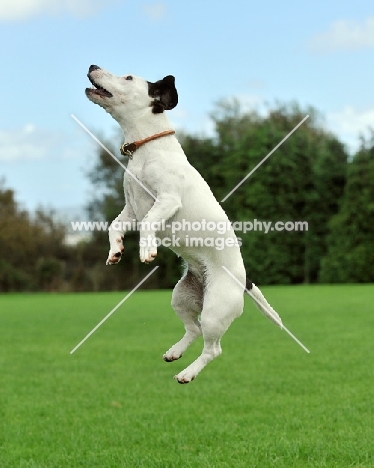 Jack Russell Terrier jumping up
