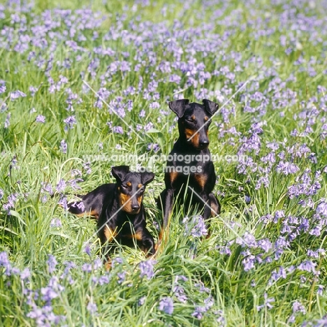 keyline gloriana and ch manterr brilliant lady, two manchester terriers among bluebells