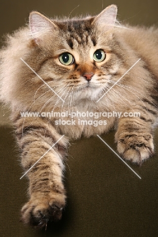 Siberian cat lying on brown background