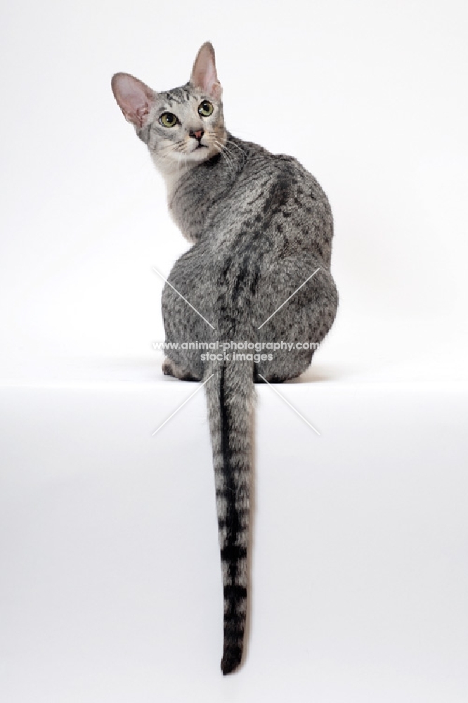 Oriental Shorthair back view on white background, Silver Spotted Tabby