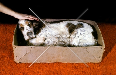 cocker spaniel squeezing into a box