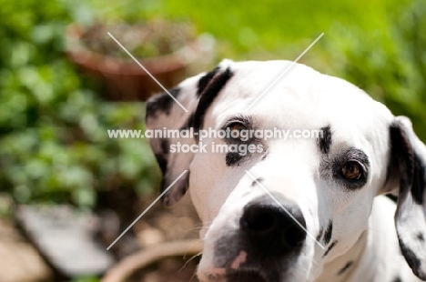 Dalmatian looking at camera, in garden