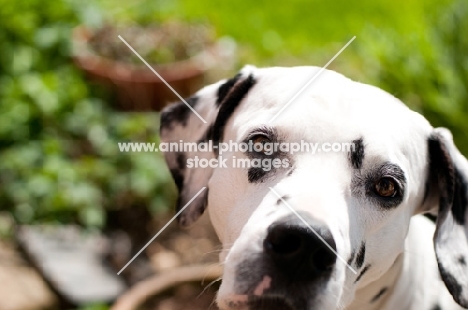 Dalmatian looking at camera, in garden