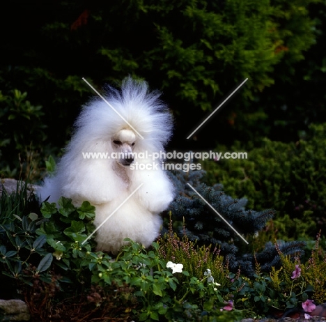  ch miradel camilla miniature poodle among ivy plants in garden