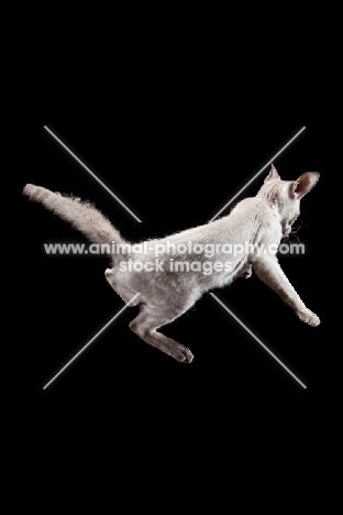 Peterbald cat, falling