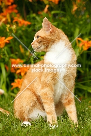 household cat sitting in garden