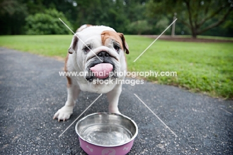 english bulldog with tongue out standing by water bowl
