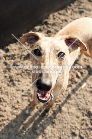 Whippet standing on sand