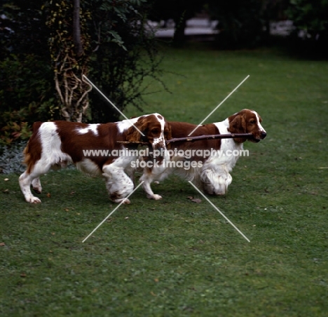 sh ch dalati sarian, 37 CCs, right, and friend; welsh springer spaniels playing with stick