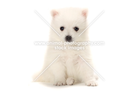 Japanese Spitz puppy sitting on white background