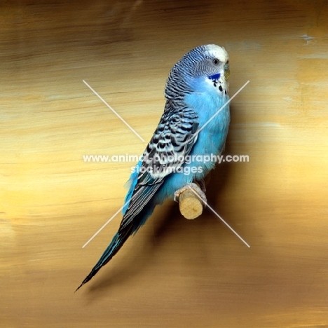 blue budgerigar on perch