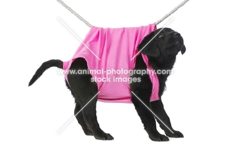 Black Labrador Puppy hanging on a washing line