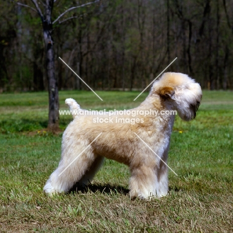 soft coated wheaten terrier, am ch shandalee write on lady, usa trim