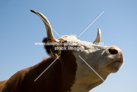 cow with long horns