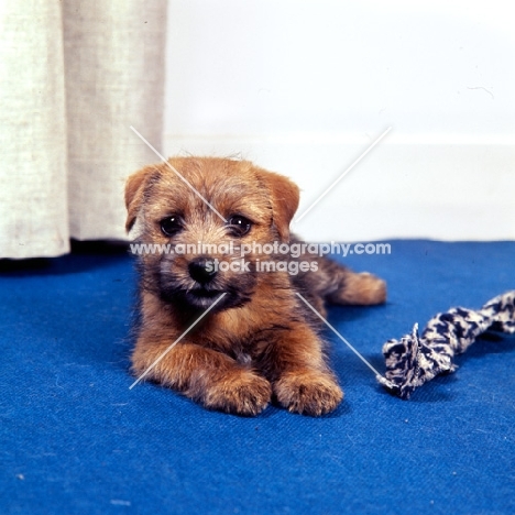 norfolk terrier puppy lying on carpet