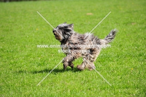 young blue merle Bergamasco