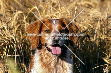 sonnenberg viking, brittany portrait