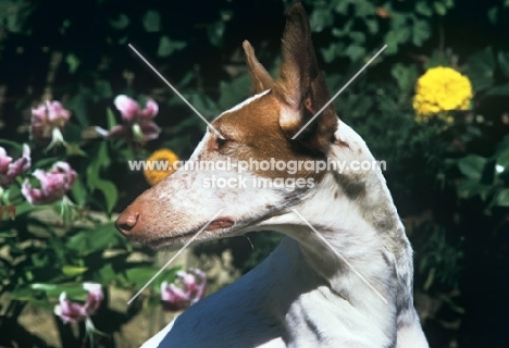 ibizan hound, portrait