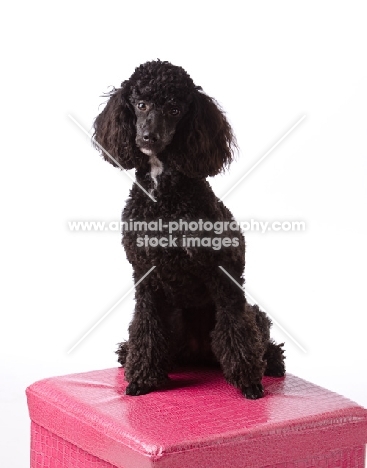 black Poodle dog on pink seat