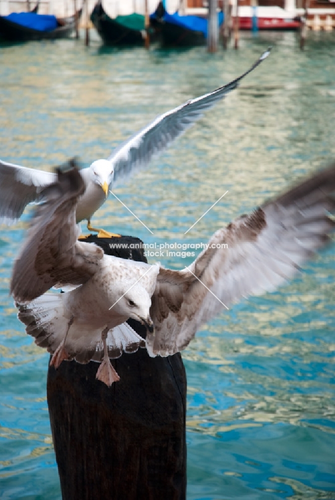 two sea gulls in Venice
