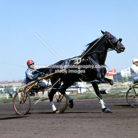 trotter racing at moscow races