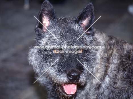 dutch shepherd dog portrait