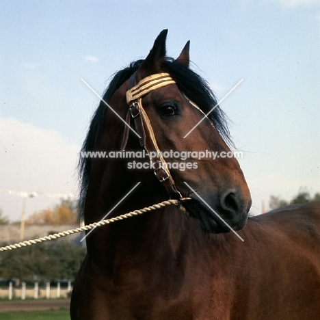 Tyrou, valdimir stallion at moscow exhibition