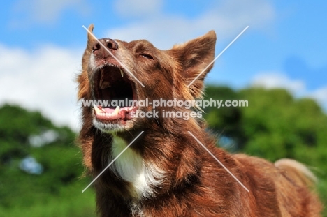 barking Border Collie