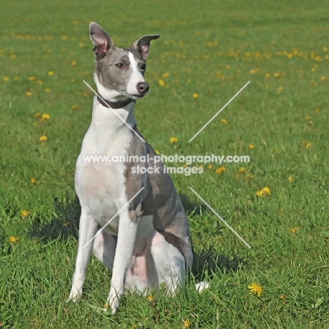 whippet sat in grass