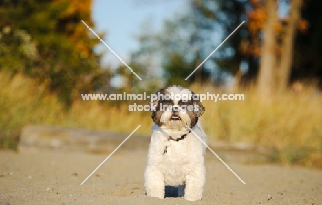 Shih Tzu, front view