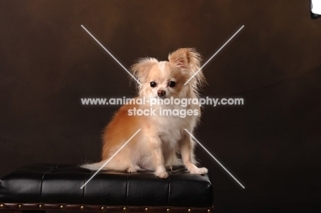 long coat Chihuahua dog sitting in studio