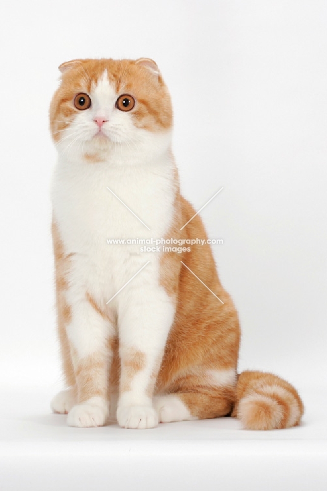 Scottish Fold cat sitting on white background, red mackerel tabby & white