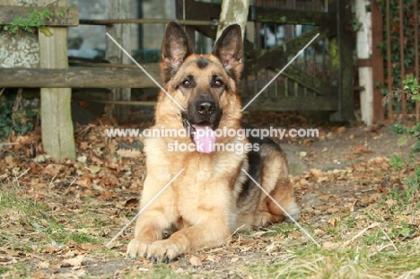 German Shepherd Dog (Alsatian) lying down