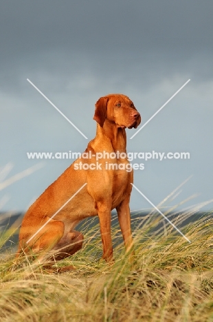 Hungarian Vizsla