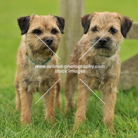 two Border Terrier