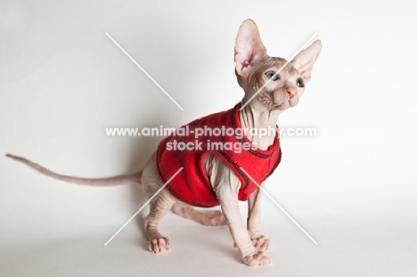 Kitten wearing a red jumper