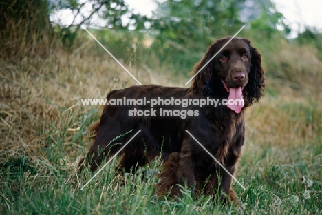 lydemoor lloyd,  field spaniel standing in long grass