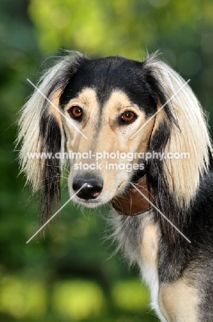 Saluki