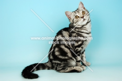 silver tabby british shorthair cat