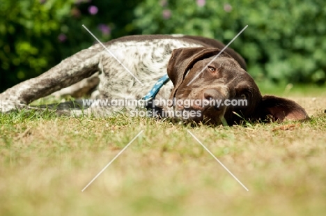 German Shorthaired Pointer (GSP) lying on grass